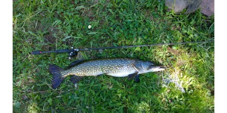 <Як і на що ловити Щуку?