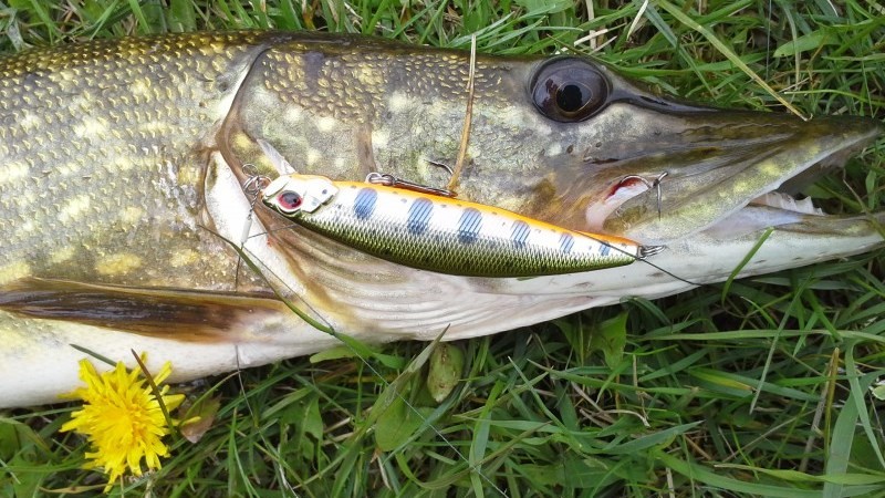 Як ловити щуку на воблер
