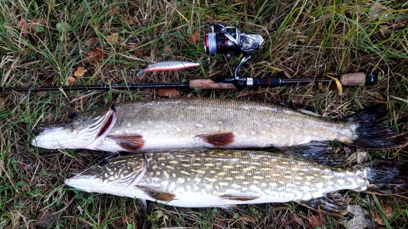 Як зловити щуку