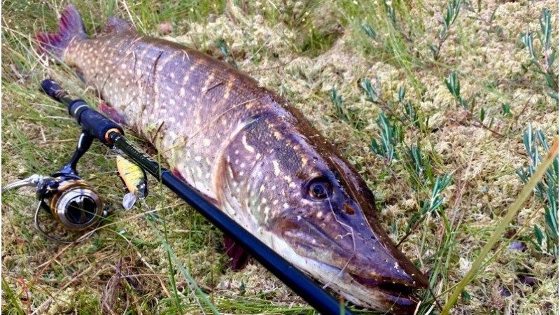 Воблери для щуки